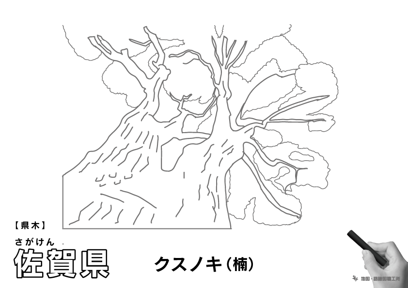 県木 佐賀県 クスノキ(楠)のイラスト・ぬりえ