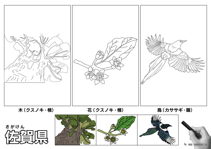 佐賀県 県木 県花 県鳥 のイラスト・ぬりえ