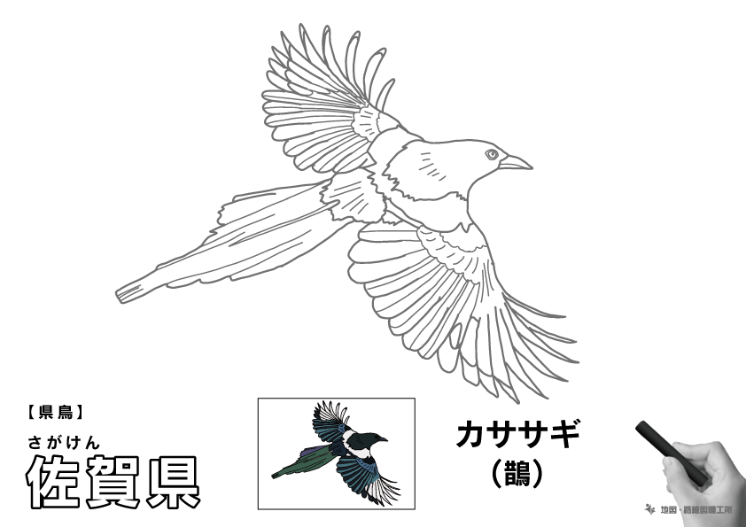 県鳥 佐賀県 カササギ(鵲)のイラスト・ぬりえ