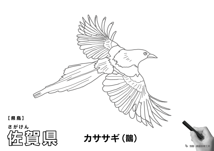 県鳥 佐賀県 カササギ(鵲)のイラスト・ぬりえ