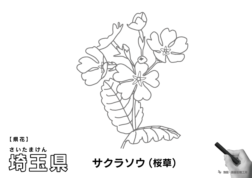 県花 埼玉県 サクラソウ(桜草)のイラスト・ぬりえ