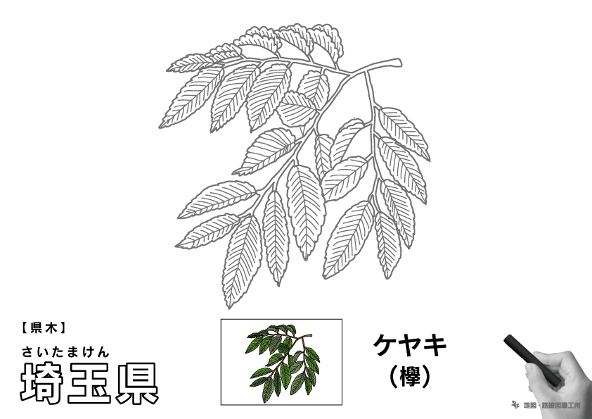 県木 埼玉県 ケヤキ(欅)のイラスト・ぬりえ