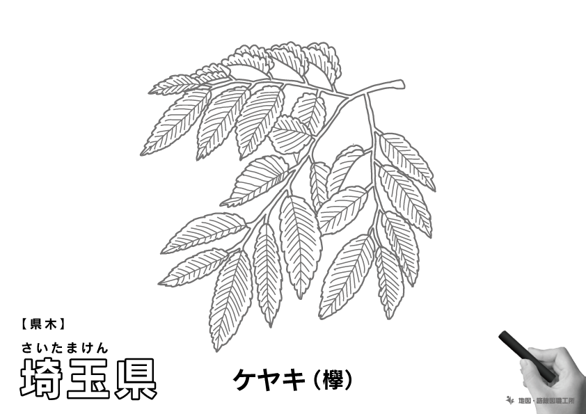 県木 埼玉県 ケヤキ(欅)のイラスト・ぬりえ