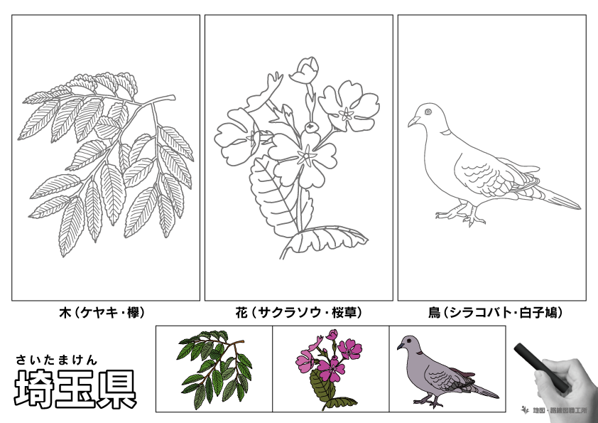 埼玉県 県木 県花 県鳥 のイラスト・ぬりえ