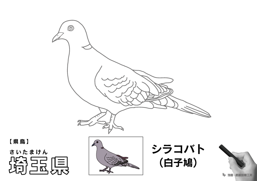 県鳥 埼玉県 シラコバト(白子鳩)のイラスト・ぬりえ