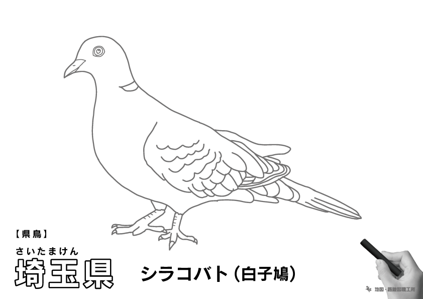 県鳥 埼玉県 シラコバト(白子鳩)のイラスト・ぬりえ