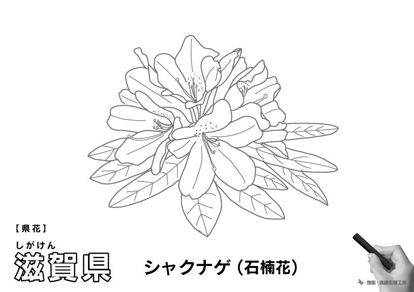 県花 滋賀県 シャクナゲ(石楠花)のイラスト・ぬりえ