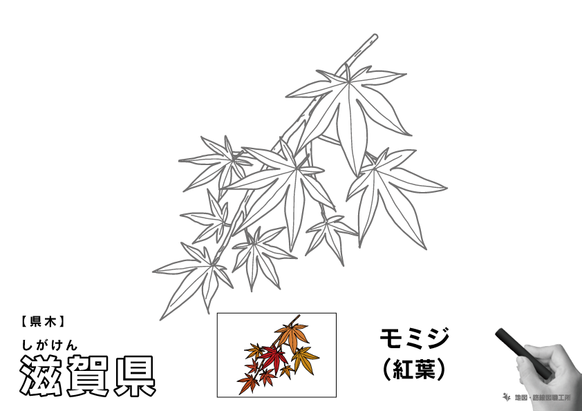 県木 滋賀県 モミジ(紅葉)のイラスト・ぬりえ