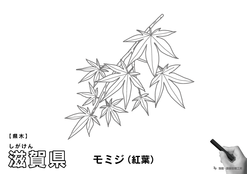 県木 滋賀県 モミジ(紅葉)のイラスト・ぬりえ