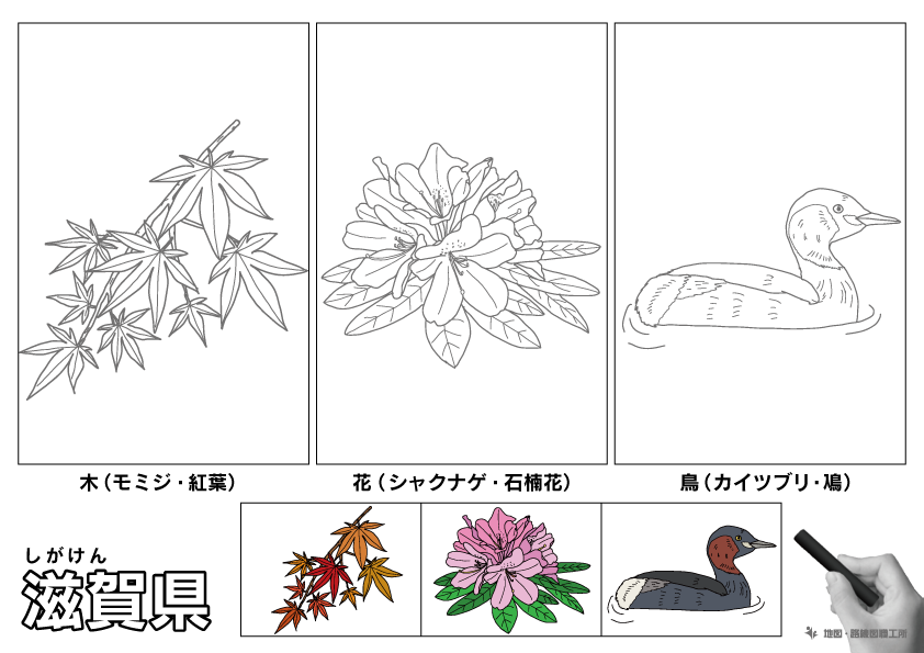 滋賀県の 県木 県花 県鳥 ぬりえ イラストを無料ダウンロード