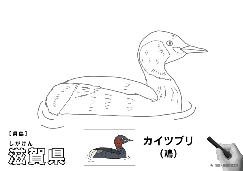 県鳥 滋賀県 カイツブリ(鳰)のイラスト・ぬりえ