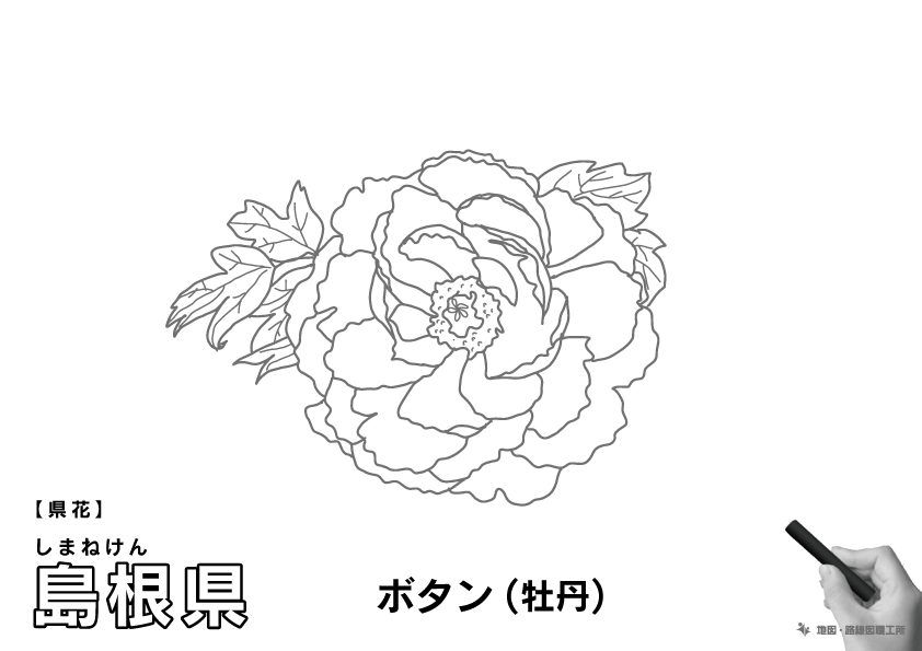 県花 島根県 ボタン(牡丹)のイラスト・ぬりえ