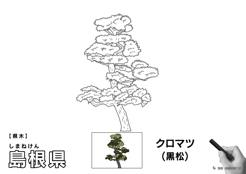県木 島根県 クロマツ(黒松)のイラスト・ぬりえ