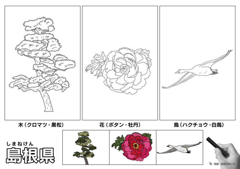 島根県 県木 県花 県鳥 のイラスト・ぬりえ