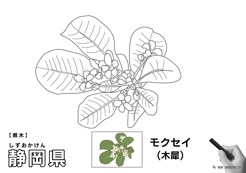 県木 静岡県 モクセイ(木犀)のイラスト・ぬりえ