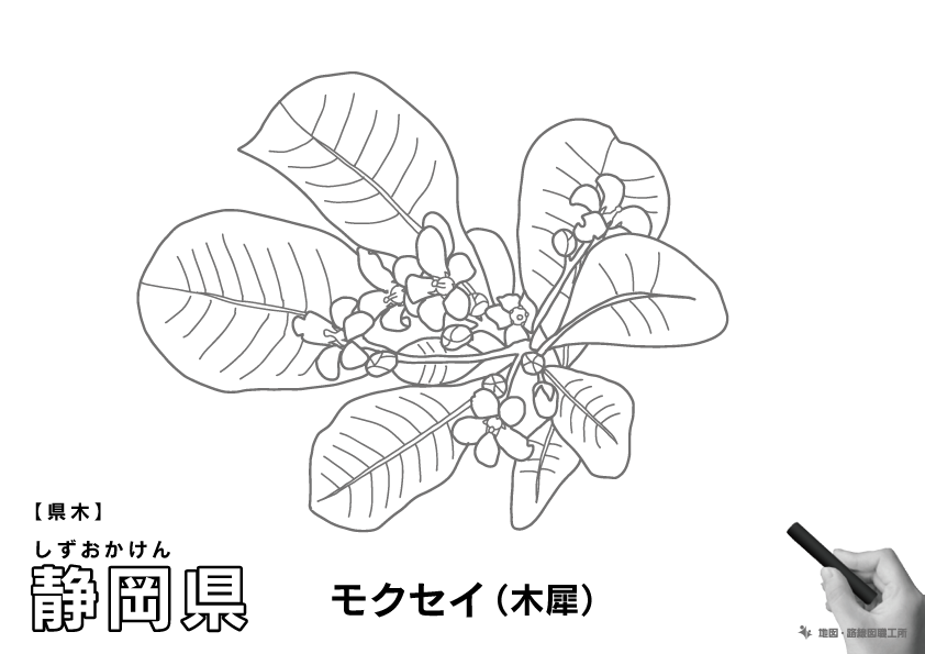 県木 静岡県 モクセイ(木犀)のイラスト・ぬりえ