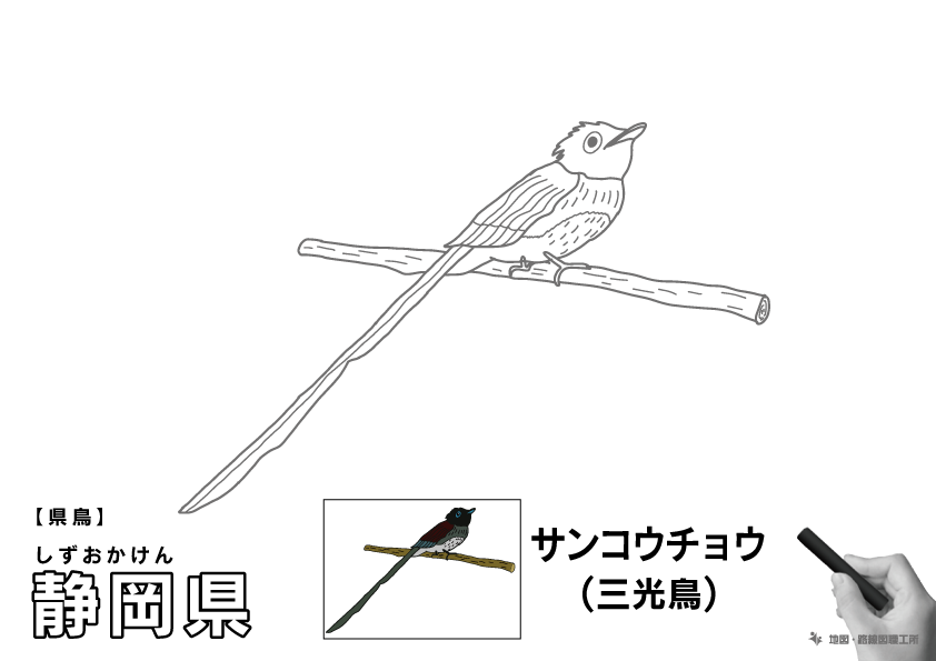 県鳥 静岡県 サンコウチョウ(三光鳥)のイラスト・ぬりえ