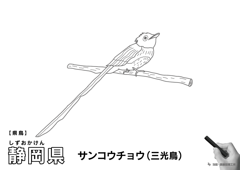 県鳥 静岡県 サンコウチョウ(三光鳥)のイラスト・ぬりえ