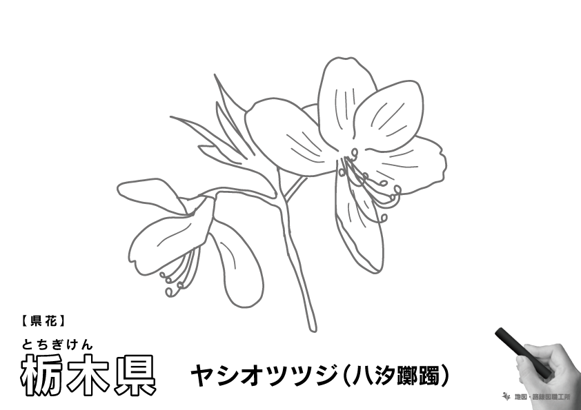 県花 栃木県 ヤシオツツジ(八汐躑躅)のイラスト・ぬりえ
