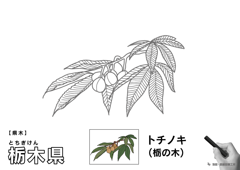 県木 栃木県 トチノキ(栃の木)のイラスト・ぬりえ