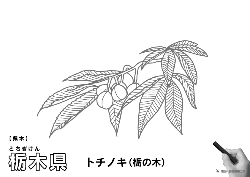県木 栃木県 トチノキ(栃の木)のイラスト・ぬりえ