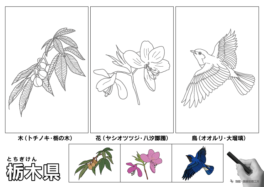 栃木県の 県木 県花 県鳥 ぬりえ イラストを無料ダウンロード