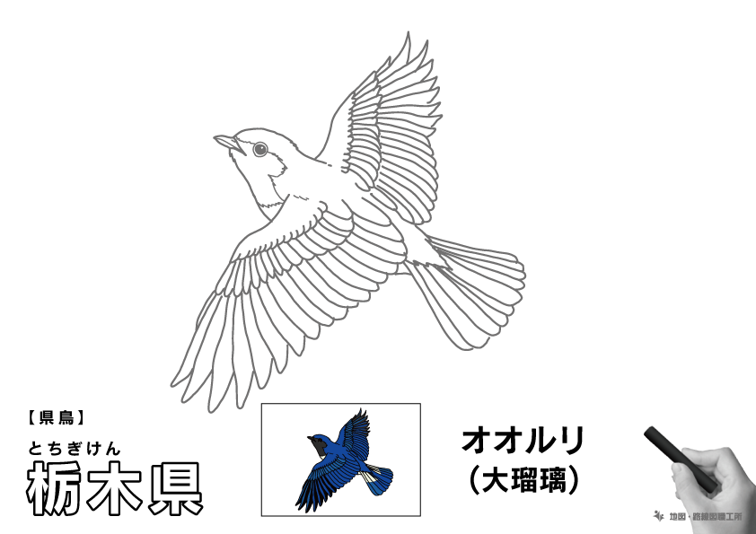 県鳥 栃木県 オオルリ(大瑠璃)のイラスト・ぬりえ