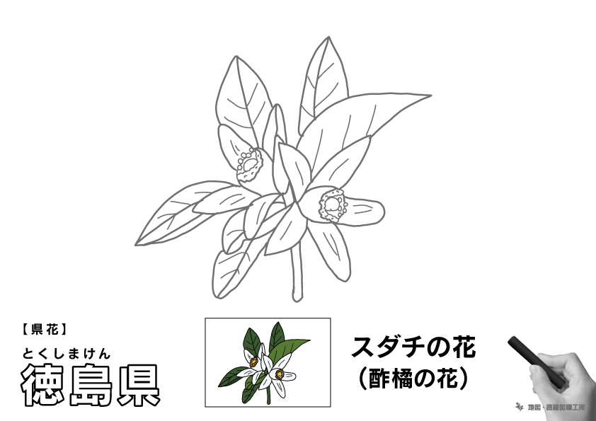 県花 徳島県 スダチの花(酢橘の花)のイラスト・ぬりえ