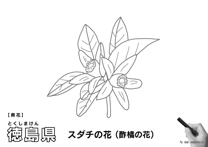 県花 徳島県 スダチの花(酢橘の花)のイラスト・ぬりえ