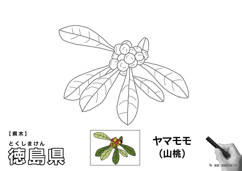 県木 徳島県 ヤマモモ(山桃)のイラスト・ぬりえ