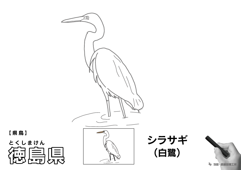 県鳥 徳島県 シラサギ(白鷺)のイラスト・ぬりえ