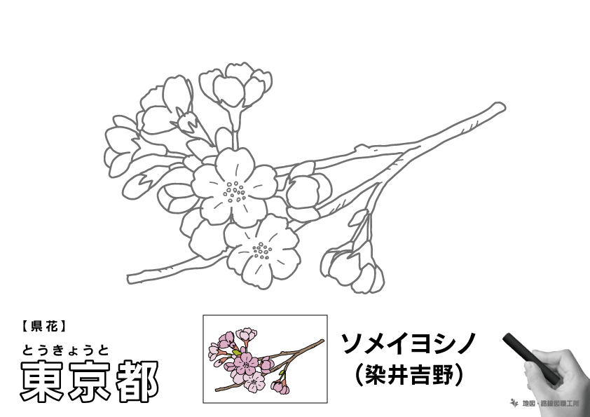 県花 東京都 ソメイヨシノ(染井吉野)のイラスト・ぬりえ