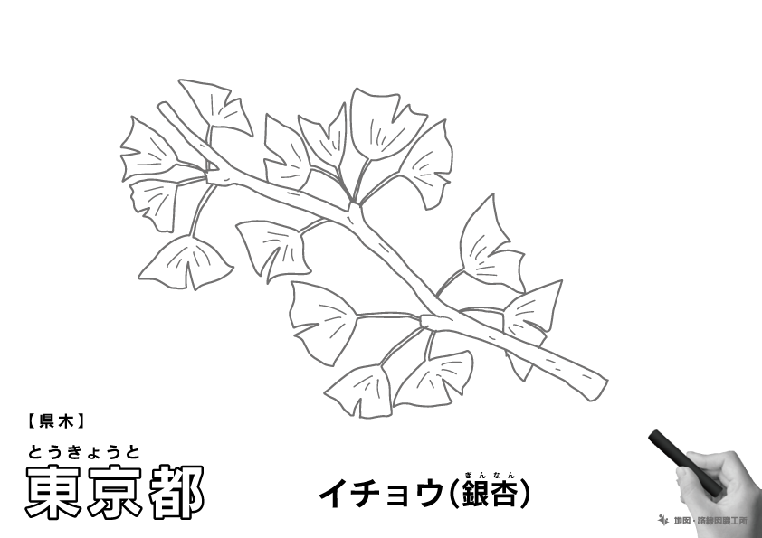 県木 東京都 イチョウ(銀杏)のイラスト・ぬりえ