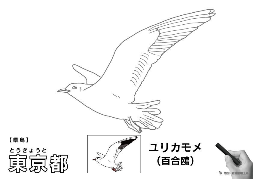 県鳥 東京都 ユリカモメ(百合鴎)のイラスト・ぬりえ