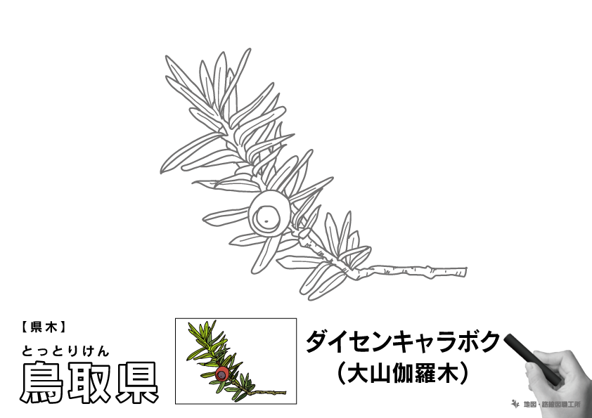 県木 鳥取県 大山伽羅木(ダイセンキャラボク)のイラスト・ぬりえ