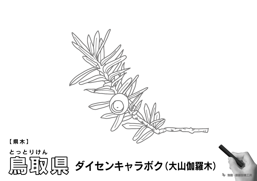 県木 鳥取県 大山伽羅木(ダイセンキャラボク)のイラスト・ぬりえ