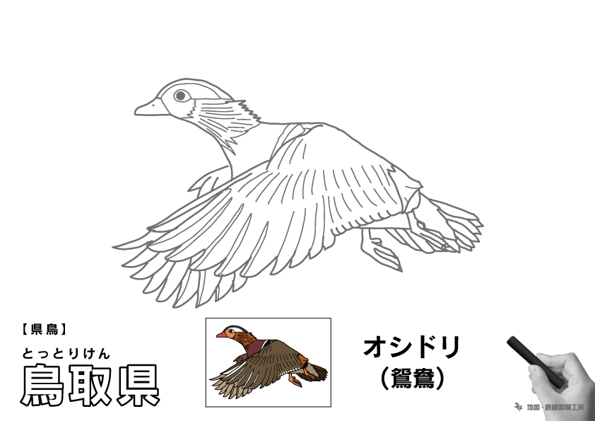 県鳥 鳥取県 オシドリ(鴛鴦)のイラスト・ぬりえ