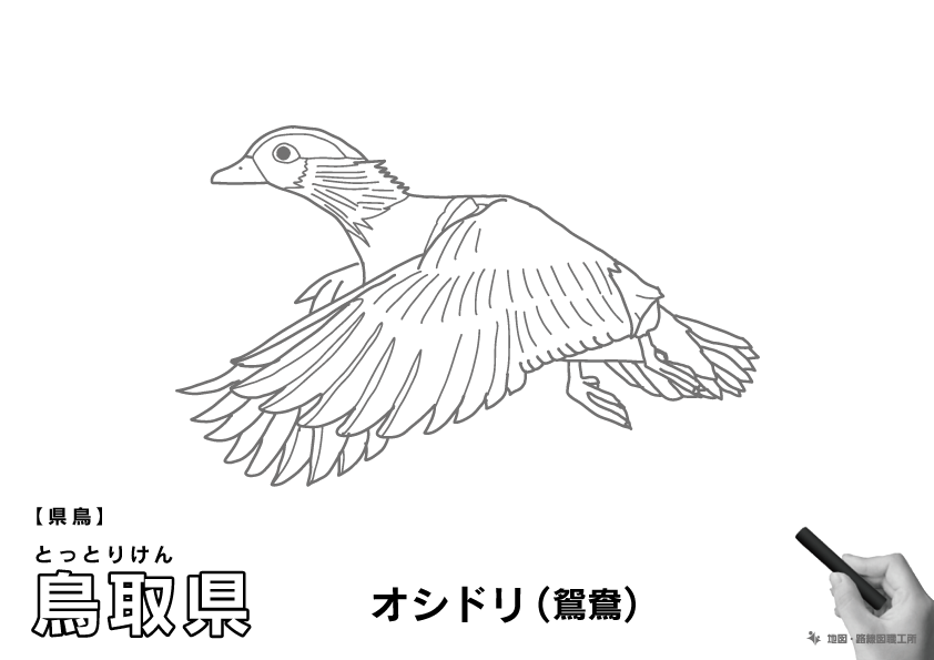 県鳥 鳥取県 オシドリ(鴛鴦)のイラスト・ぬりえ