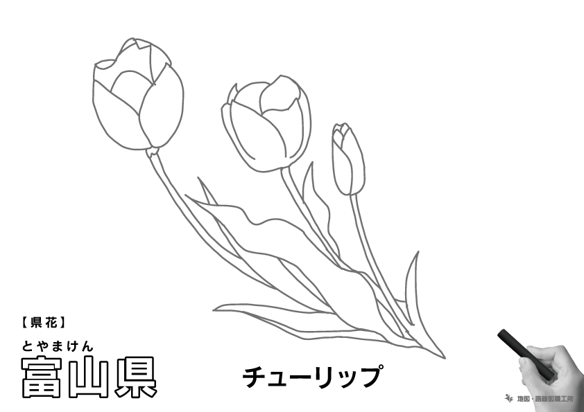 県花 富山県 チューリップのイラスト・ぬりえ