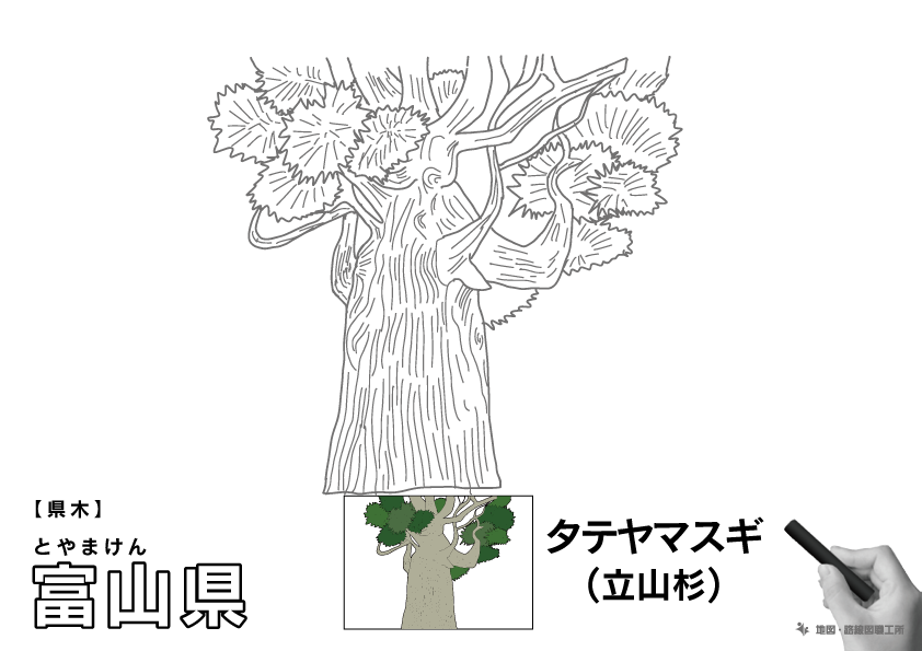 県木 富山県 タテヤマスギ(立山杉)のイラスト・ぬりえ