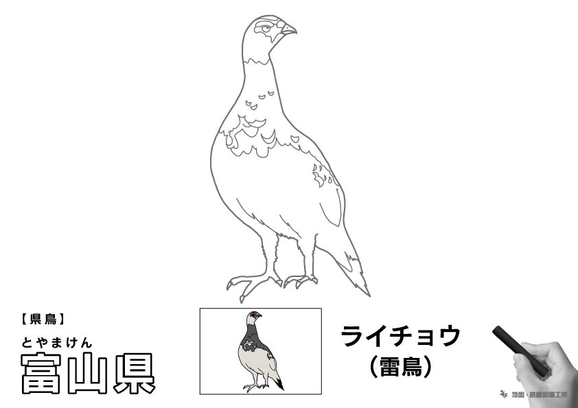 県鳥 富山県 ライチョウ(雷鳥)のイラスト・ぬりえ