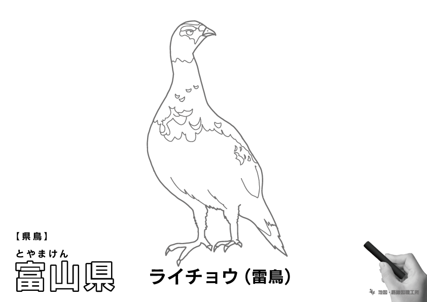 県鳥 富山県 ライチョウ(雷鳥)のイラスト・ぬりえ
