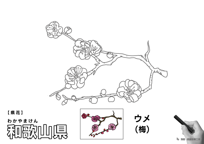 県花 和歌山県 ウメ(梅)のイラスト・ぬりえ
