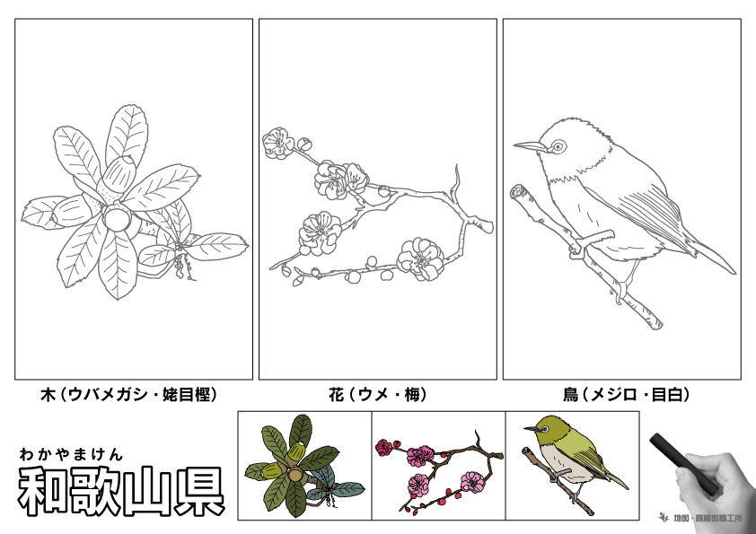 和歌山県の 県木 県花 県鳥 ぬりえ イラストを無料ダウンロード