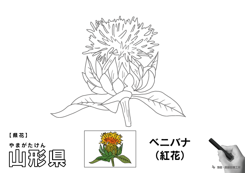県花 山形県 ベニバナ(紅花)のイラスト・ぬりえ
