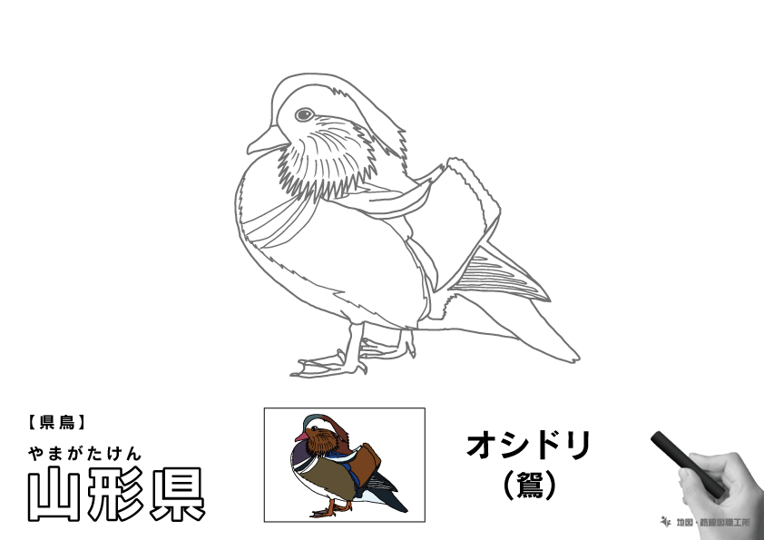 県鳥 山形県 オシドリ(鴛)のイラスト・ぬりえ