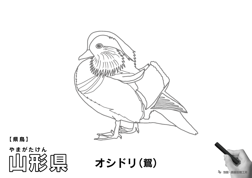 県鳥 山形県 オシドリ(鴛)のイラスト・ぬりえ
