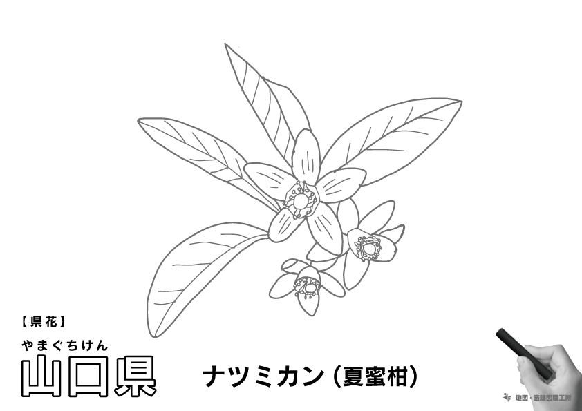 県花 山口県 ナツミカン(夏蜜柑)のイラスト・ぬりえ