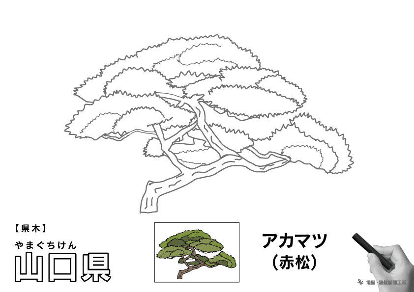 県木 山口県 アカマツ(赤松)のイラスト・ぬりえ