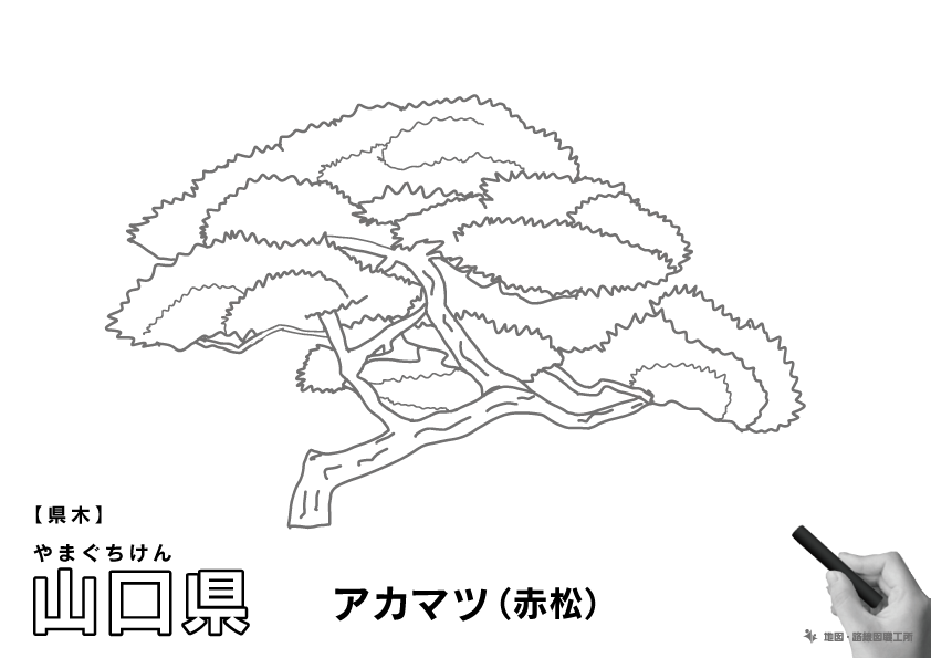 県木 山口県 アカマツ(赤松)のイラスト・ぬりえ